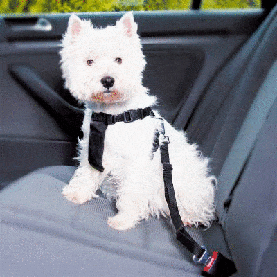 CINTO + CINTO DE CARRO