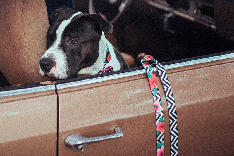 zee.dog Mahalo trela