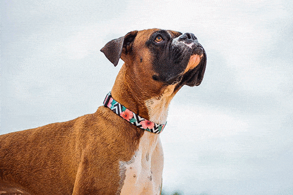 zee.dog Mahalo coleira