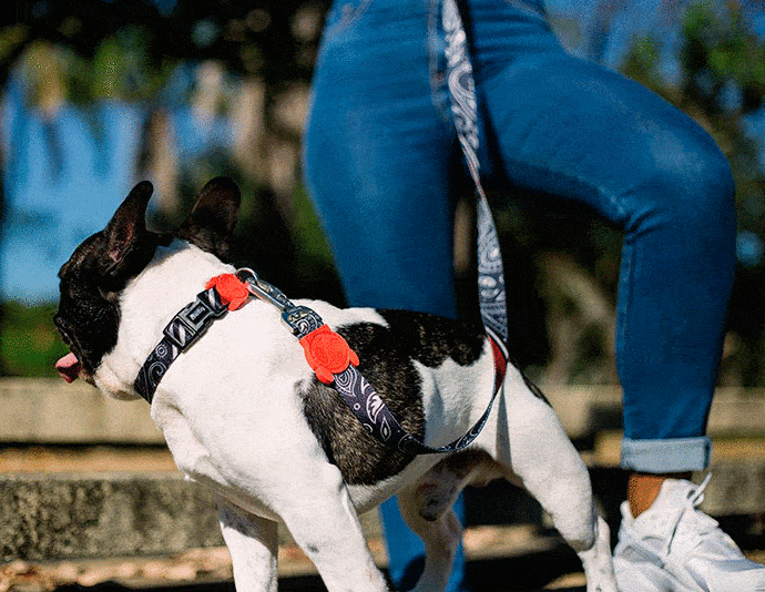 TRELA ZEE.DOG PAISLEY