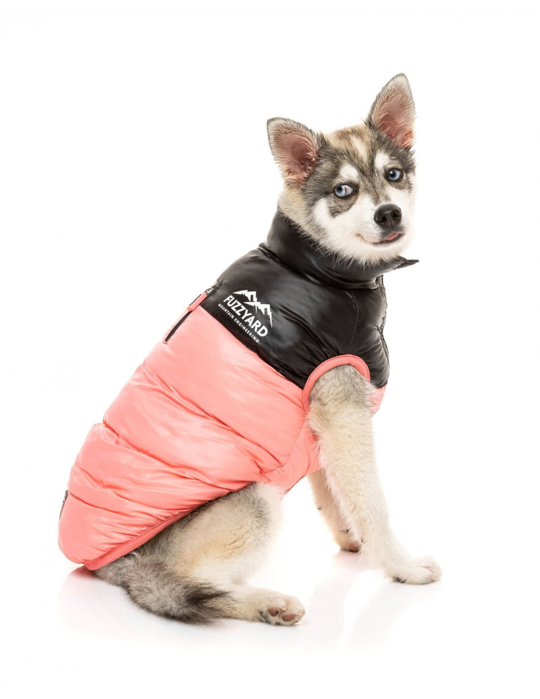 North face perro mascota