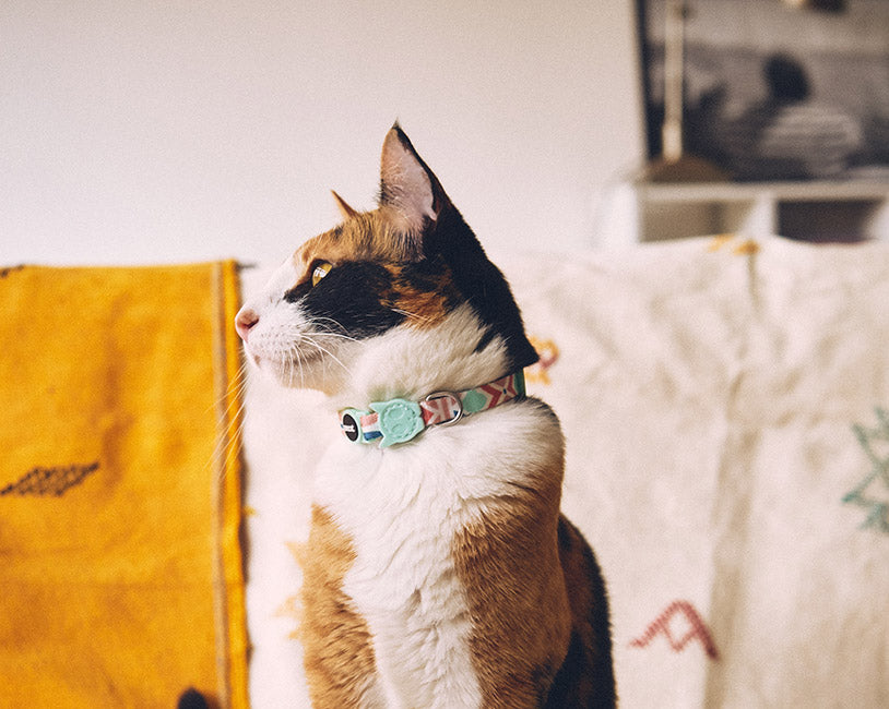 Zee.Cat Marcuch collar gato