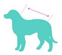 boxanimal medidas perro