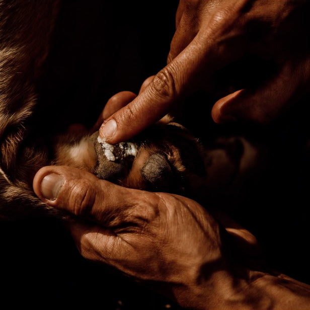 Nellumbo Bálsamo Patas