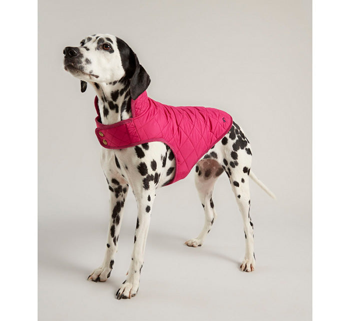 Husky Rosewood Joules Rosa dog