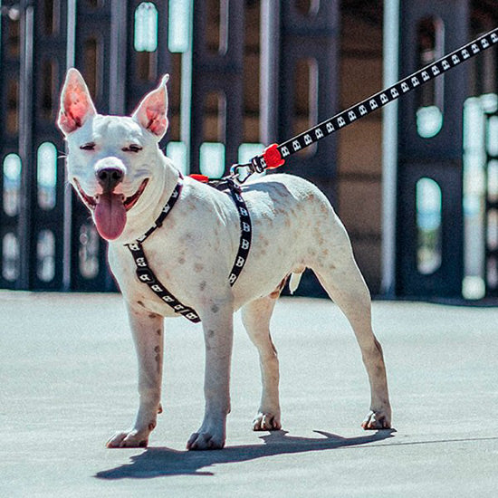 Peitoral Zee.Dog Skull H